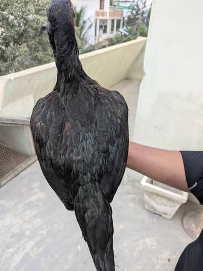 high quality main wali mushki madi