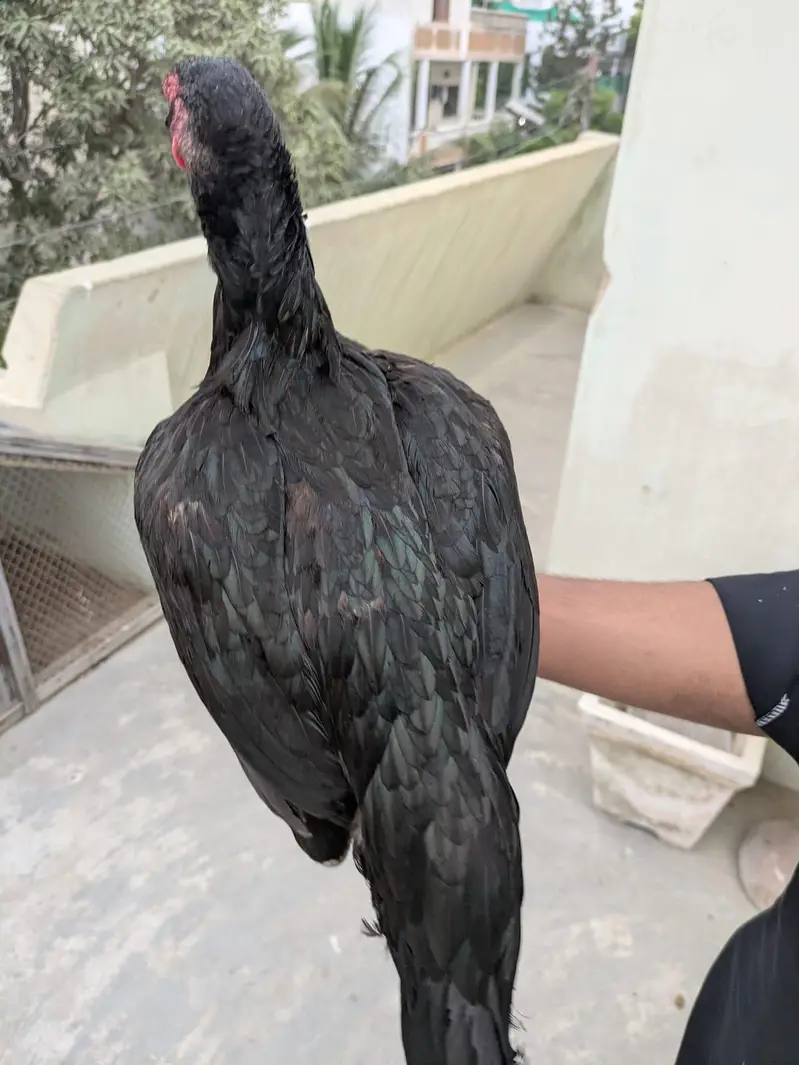 high quality main wali mushki madi — photo 3