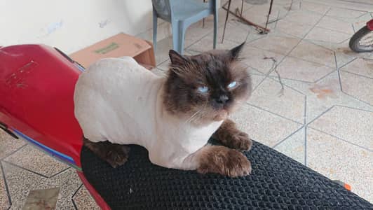 Neutered Himalayan Cat for adoption