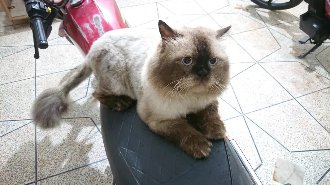 Neutered Himalayan Cat for adoption — photo 2