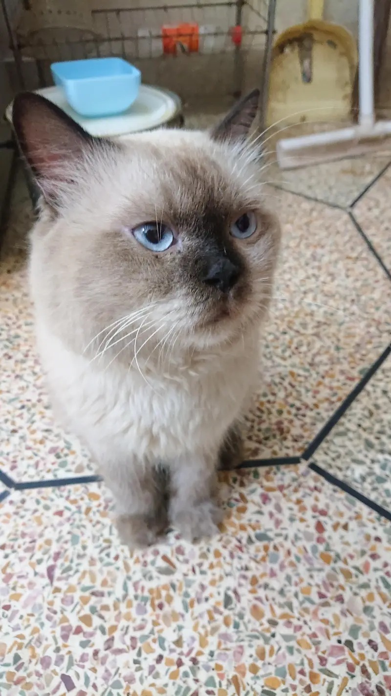 Neutered Himalayan Cat for adoption — photo 3