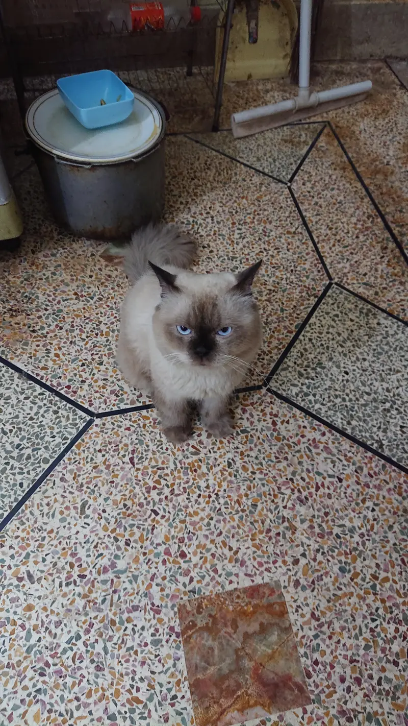 Neutered Himalayan Cat for adoption — photo 4