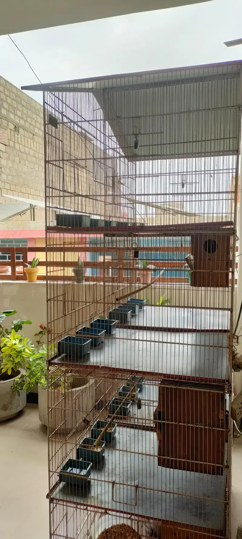 8 portions bird cage — photo 2