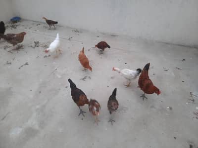 Aseel-Misri Hens Roster & Chicks