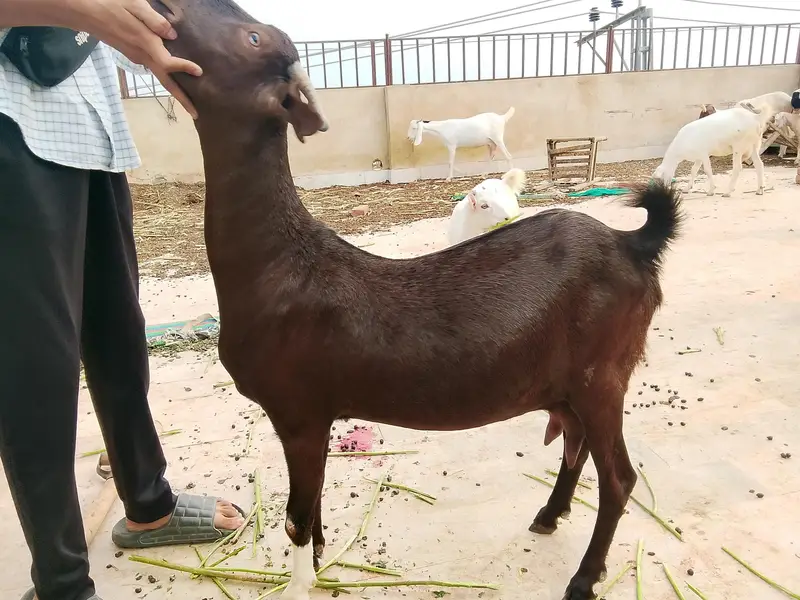 4 danth female — photo 2