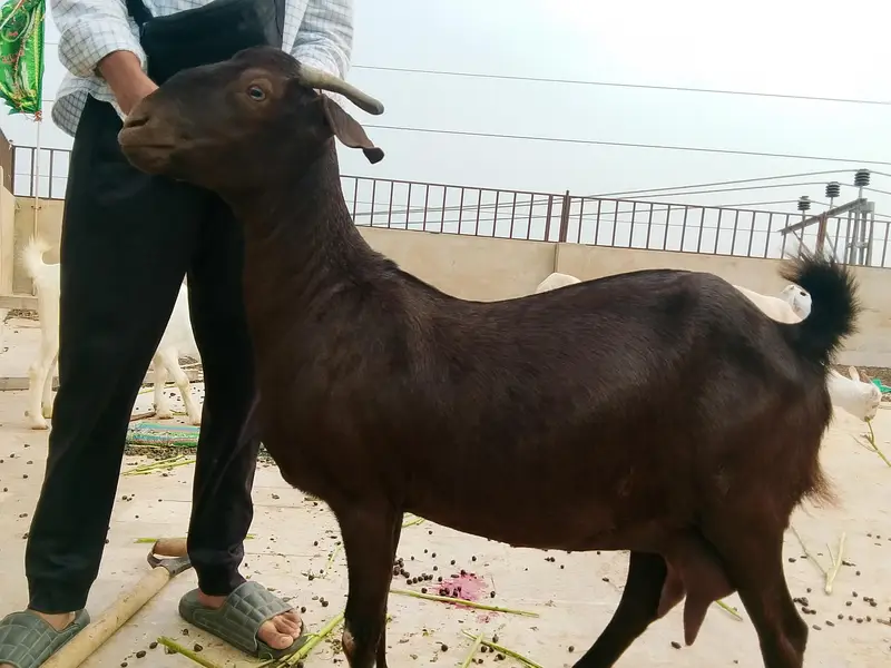 4 danth female — photo 3