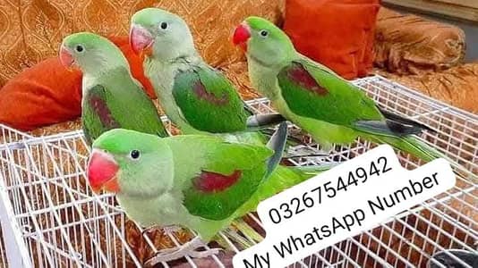 kashmiri raw parrot for urgent sale