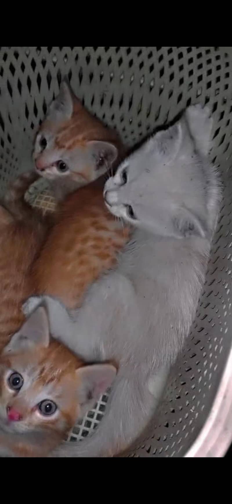 persion kitten 0