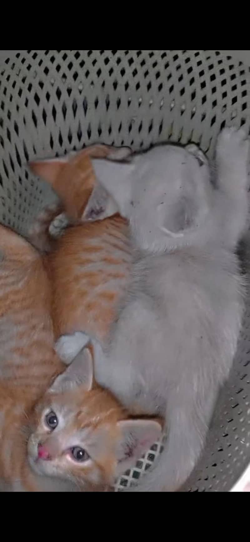 persion kitten 1