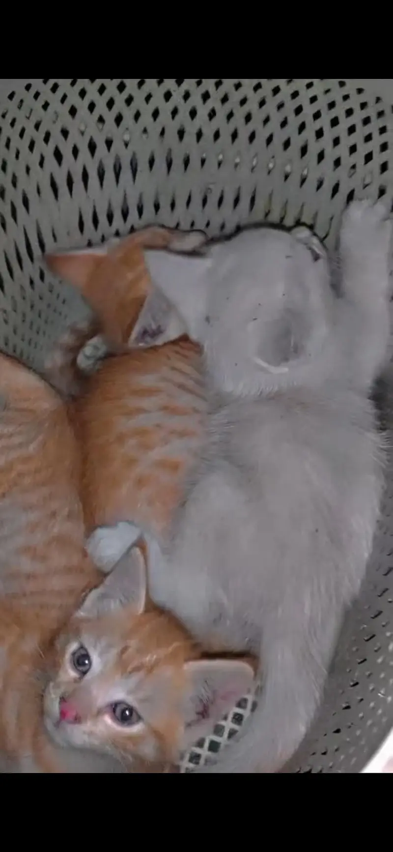 persion kitten — photo 2