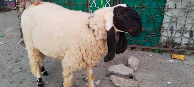 Bakra for sale in Lahore