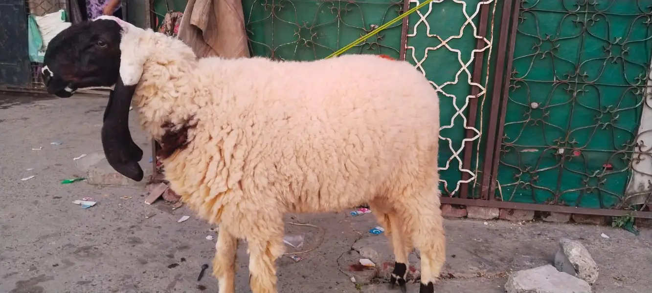 Bakra for sale in Lahore — photo 2