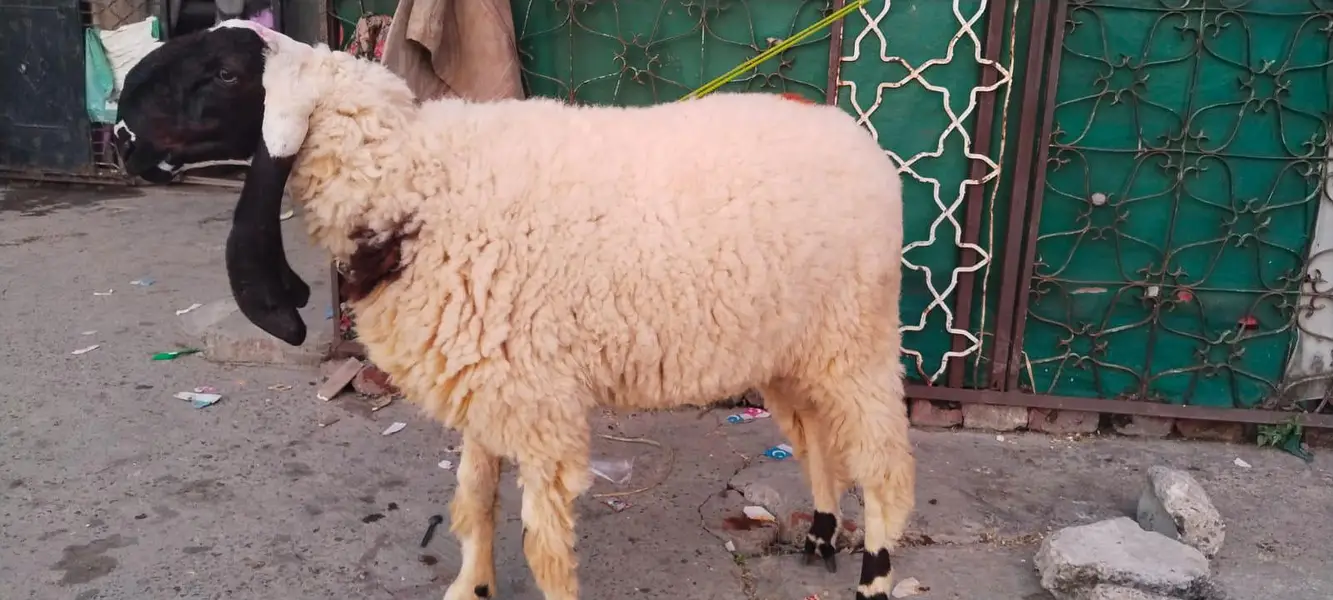Bakra for sale in Lahore — photo 3