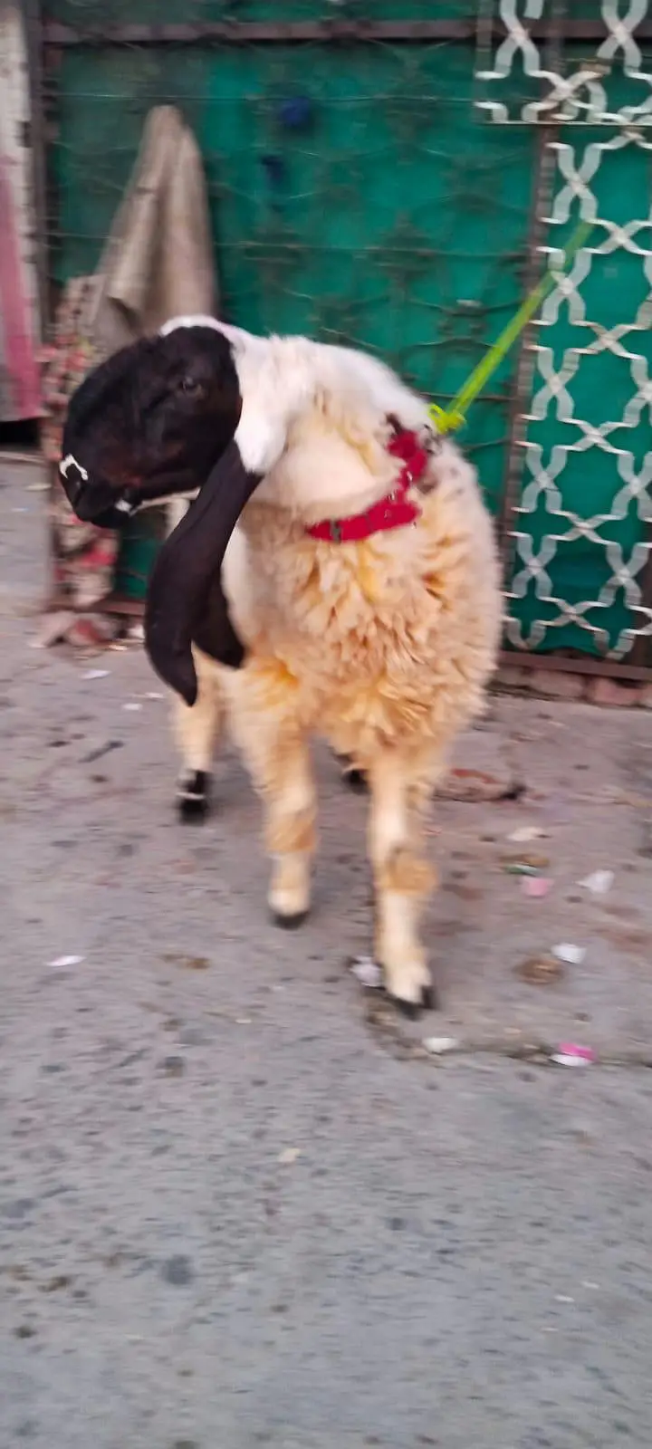 Bakra for sale in Lahore — photo 4