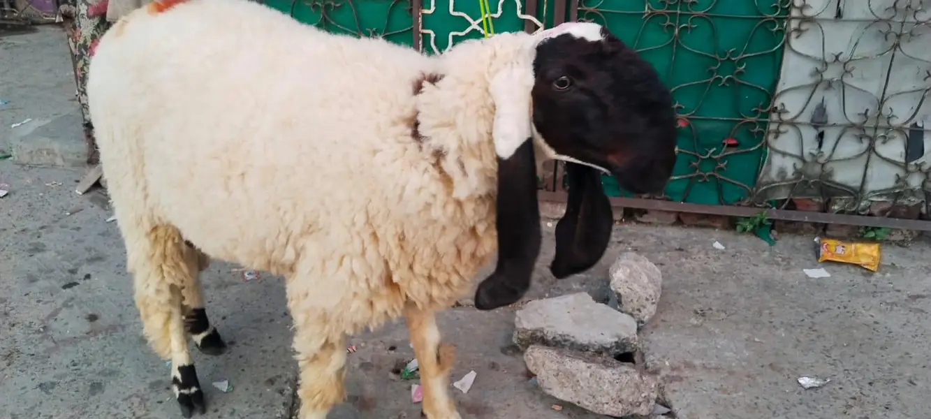 Bakra for sale in Lahore — photo 5