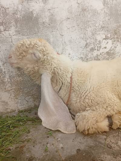 Kakka Kajla Bakra Urgent For Sale | Nukra | Pure White | 0328-8516720
