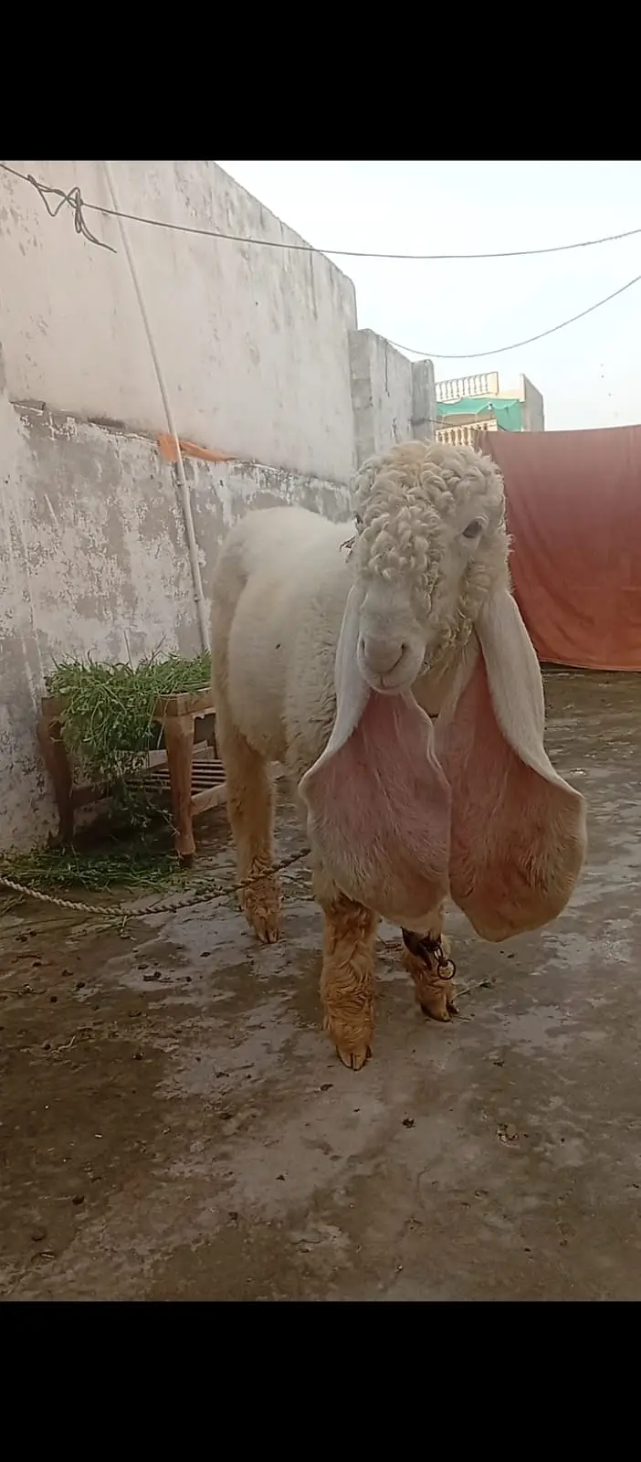 Kakka Kajla Bakra Urgent For Sale | Nukra | Pure White | 0328-8516720 — photo 2