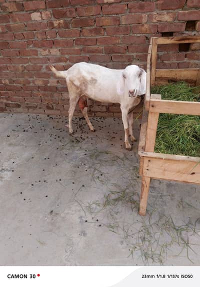 dhood wali bakri / ghaban bakri / white goat