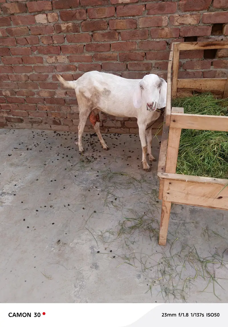 dhood wali bakri / ghaban bakri / white goat