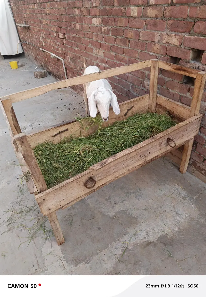 dhood wali bakri / ghaban bakri / white goat — photo 2