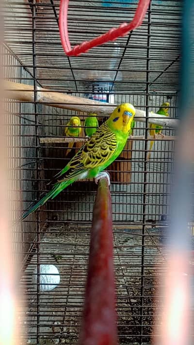 YOUNG BREEDER AUSTRALIAN MALE FOR SALE || HOME BREED