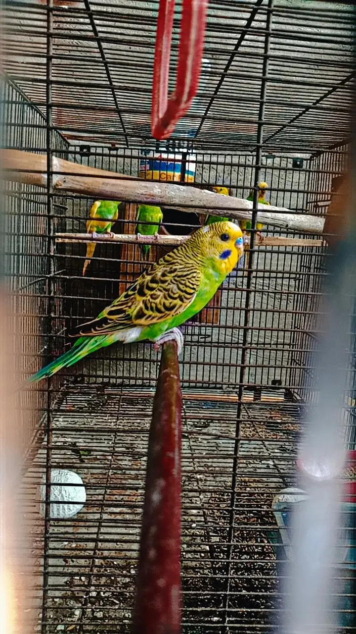 YOUNG BREEDER AUSTRALIAN MALE FOR SALE || HOME BREED — photo 2