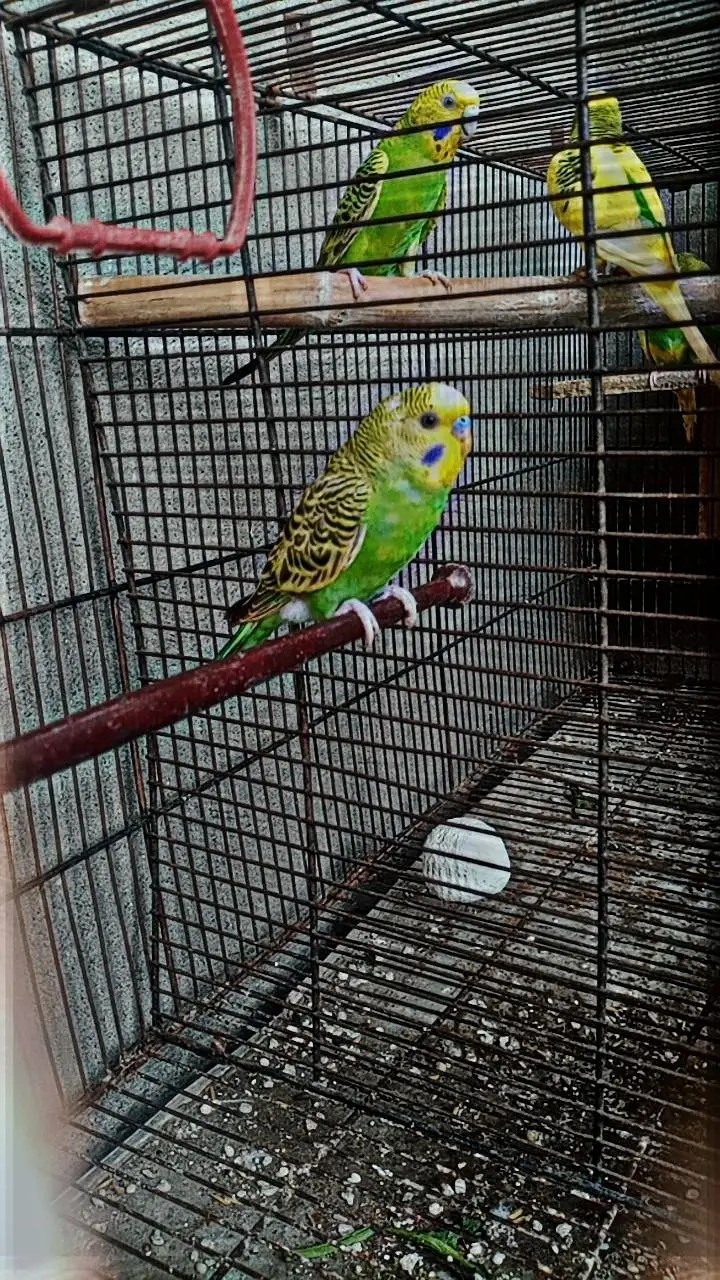 YOUNG BREEDER AUSTRALIAN MALE FOR SALE || HOME BREED — photo 3
