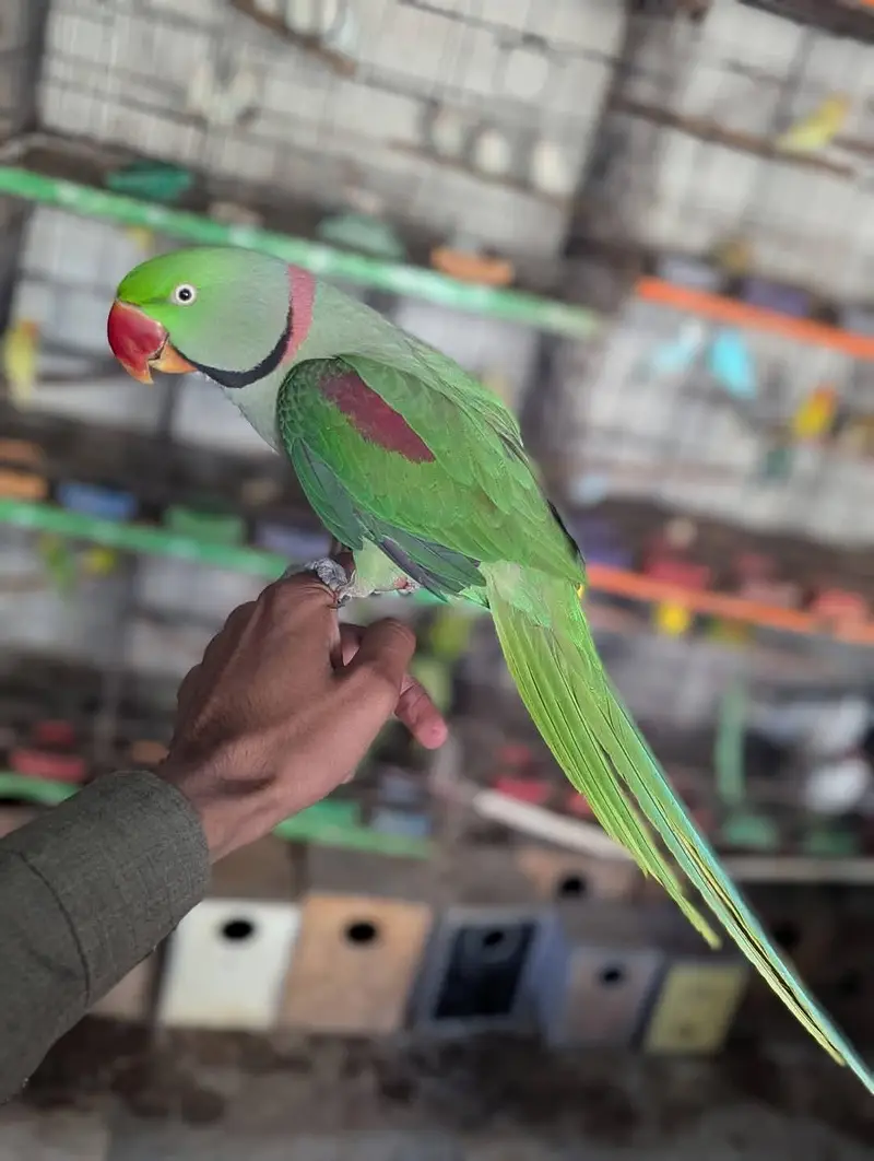 raw parrot male — photo 4
