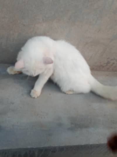 Persian cat