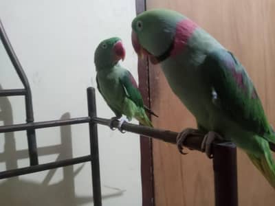 Raw tolking pair