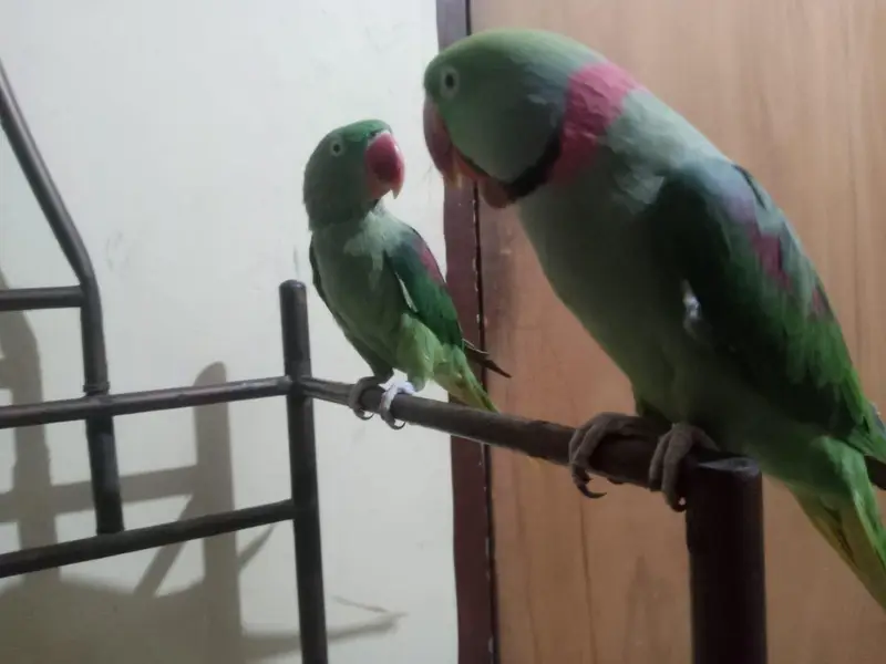 Raw tolking pair — photo 2