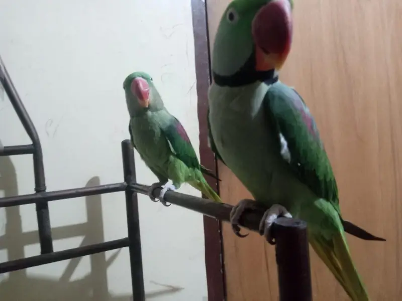 Raw tolking pair — photo 3