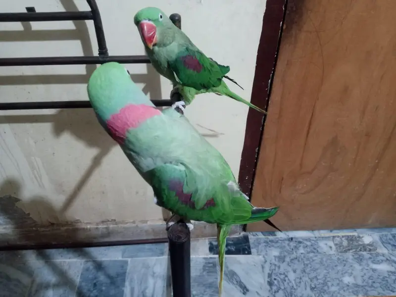 Raw tolking pair — photo 4