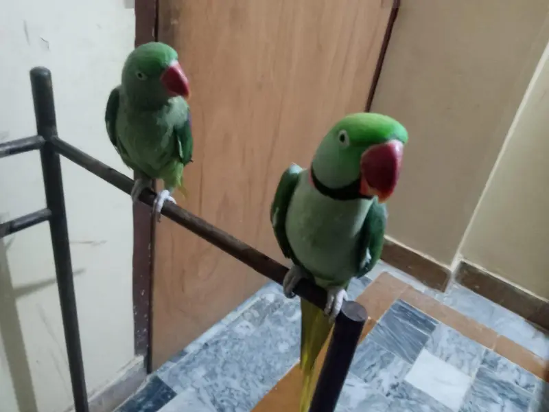 Raw tolking pair — photo 5