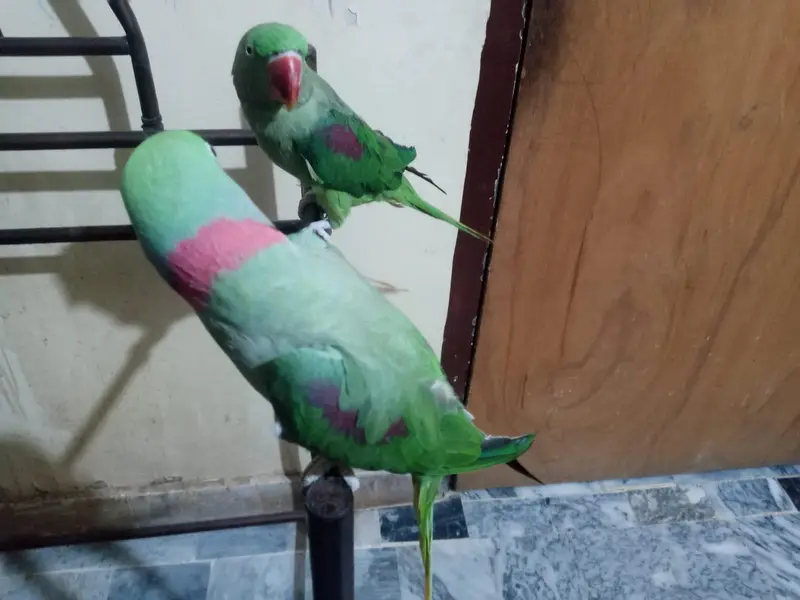 Raw tolking pair — photo 6