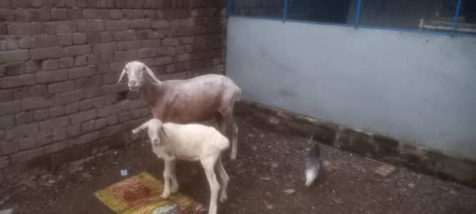 Female sheep with baby for sale