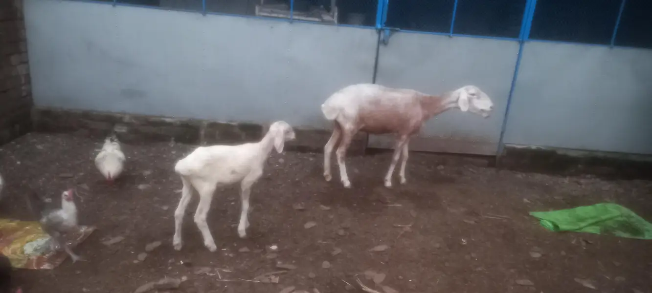 Female sheep with baby for sale — photo 2