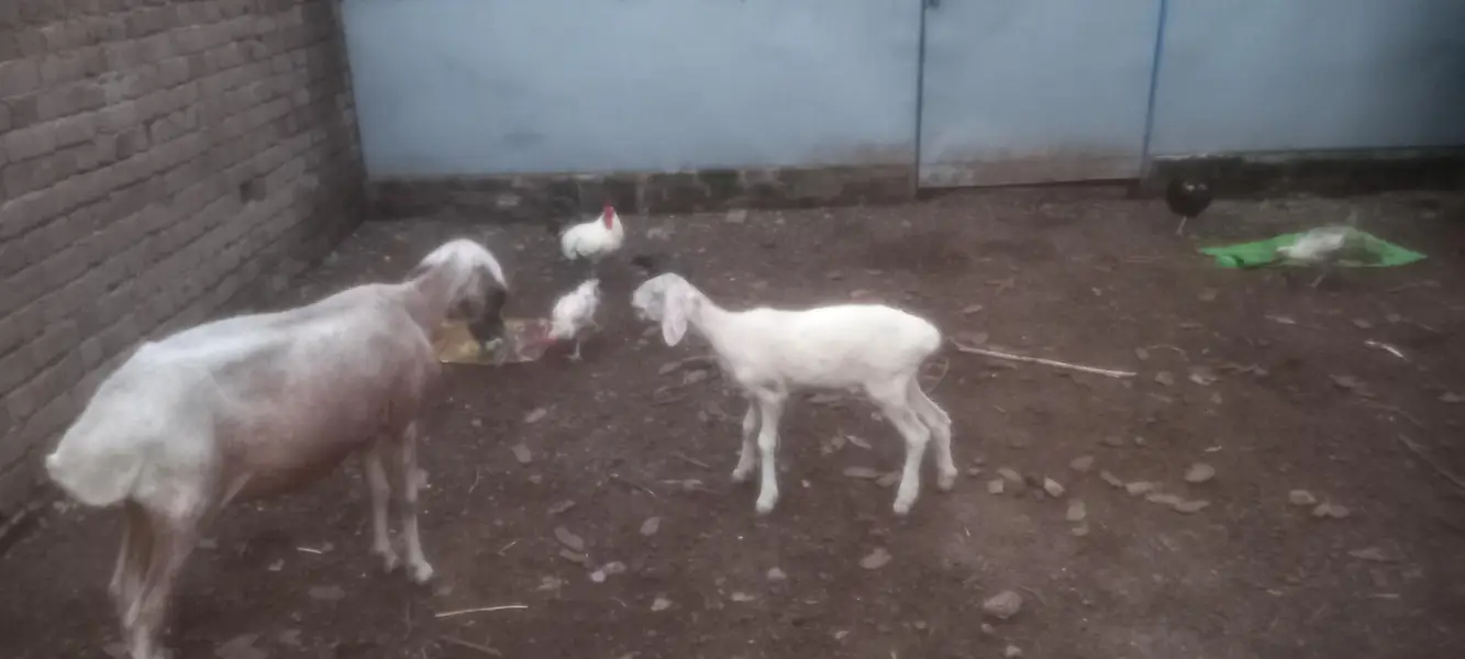 Female sheep with baby for sale — photo 3