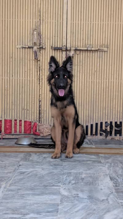 german shepherd female puppy