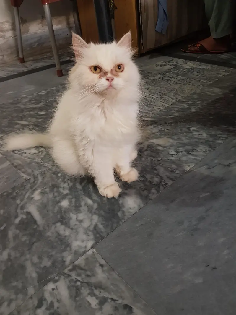 cat sale — photo 2