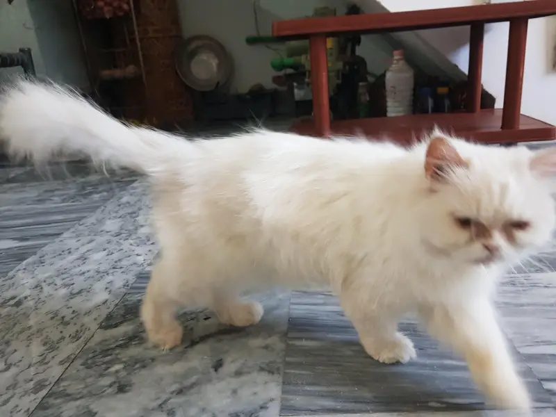 cat sale — photo 3