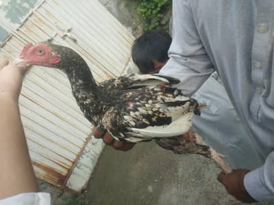 shamoo aseel 4 sal Good hight and breed