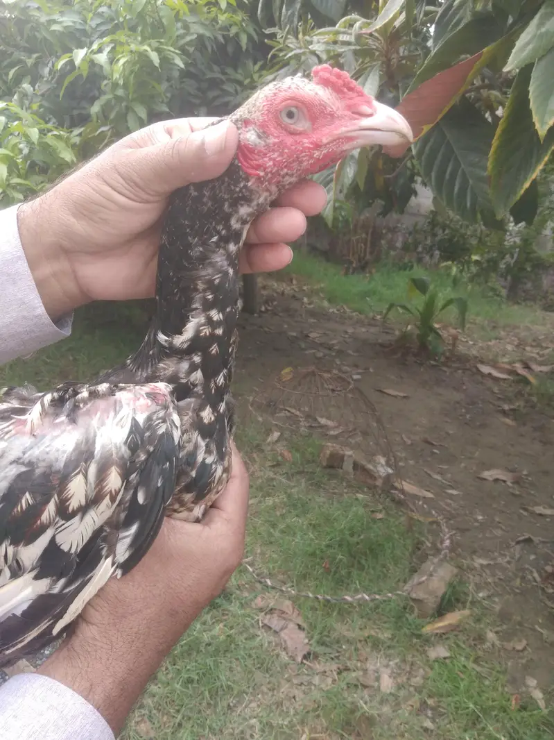 shamoo aseel 4 sal Good hight and breed — photo 2