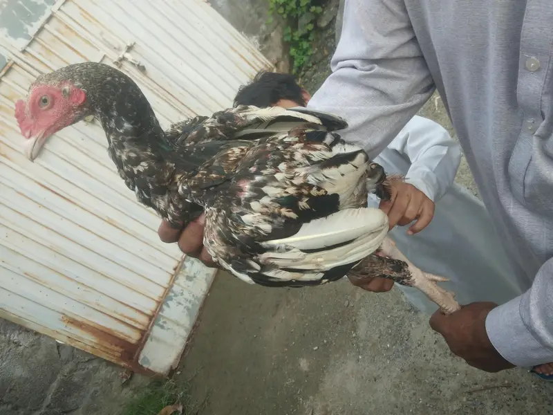 shamoo aseel 4 sal Good hight and breed — photo 3