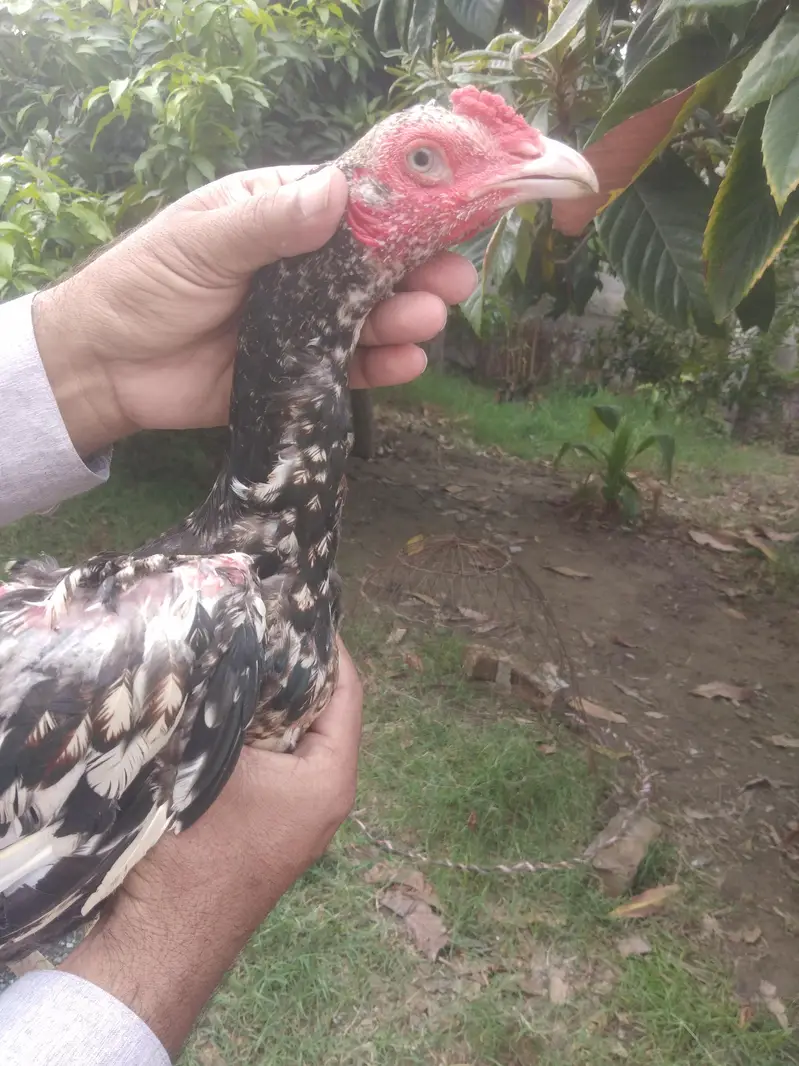 shamoo aseel 4 sal Good hight and breed — photo 4