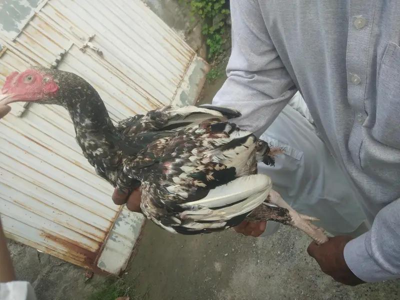 shamoo aseel 4 sal Good hight and breed — photo 5