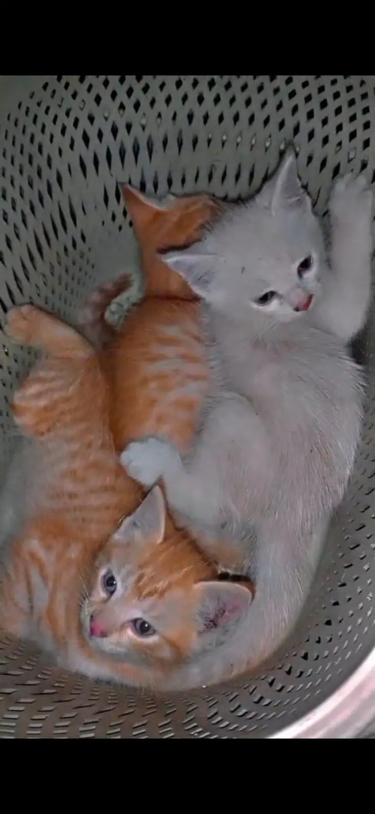 Persian cat — photo 3