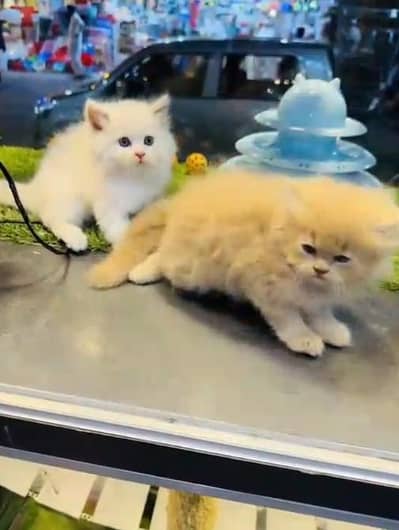 (Persian female kitten) (for sale all) (Pakistan delivery available)