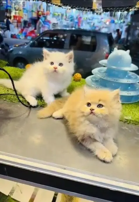 (Persian female kitten) (for sale all) (Pakistan delivery available) — photo 3