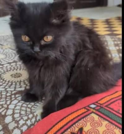 Russian Cat Adoption